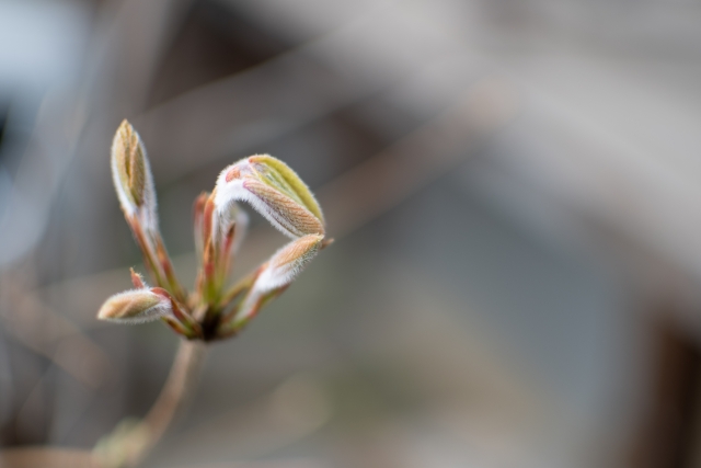 メグスリノキ茶 植物