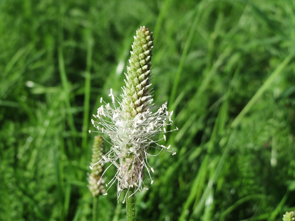 plantago-media-855514_960_720