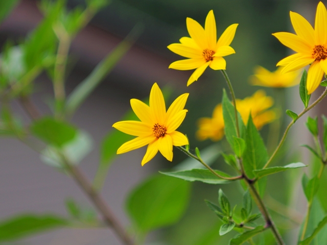 菊芋