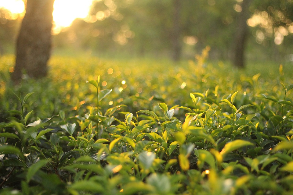 tea-garden-2692217_960_720