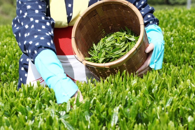 お茶 生産量