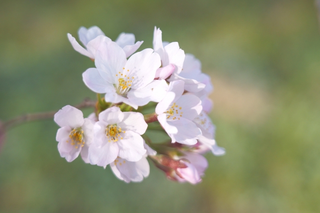 桜