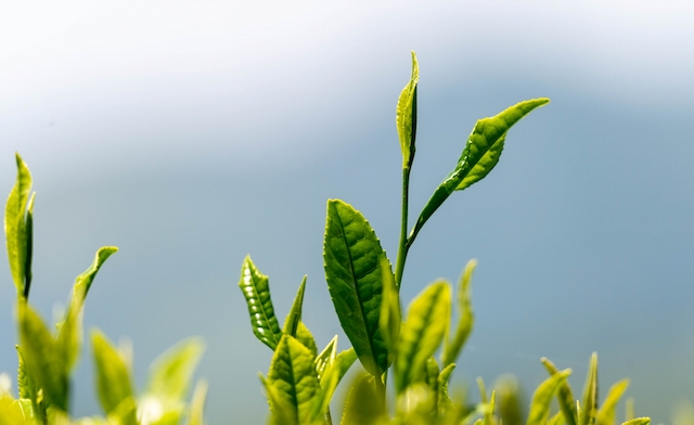 掛川茶 新茶