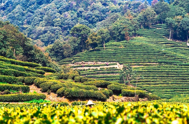 中国茶 生産地