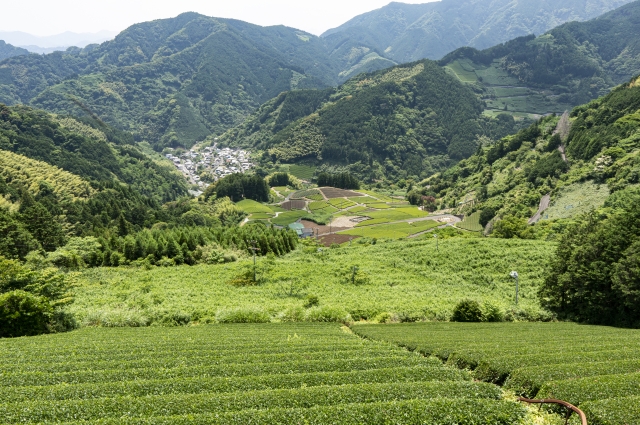 川根茶 掛川茶