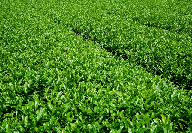 浅蒸し茶 とは