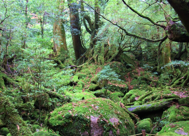 屋久島　森