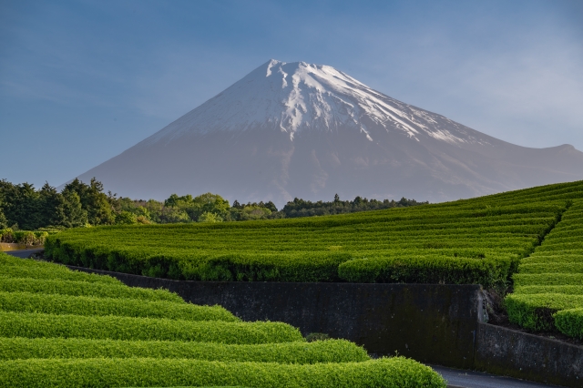 茶畑　静岡茶　富士山