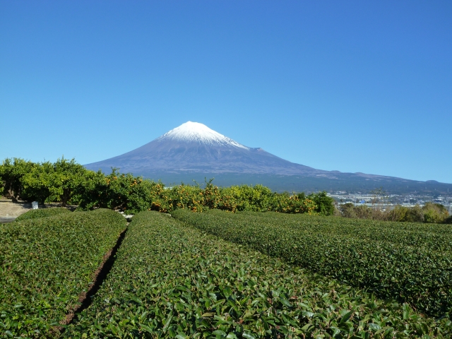 本山茶 富士山