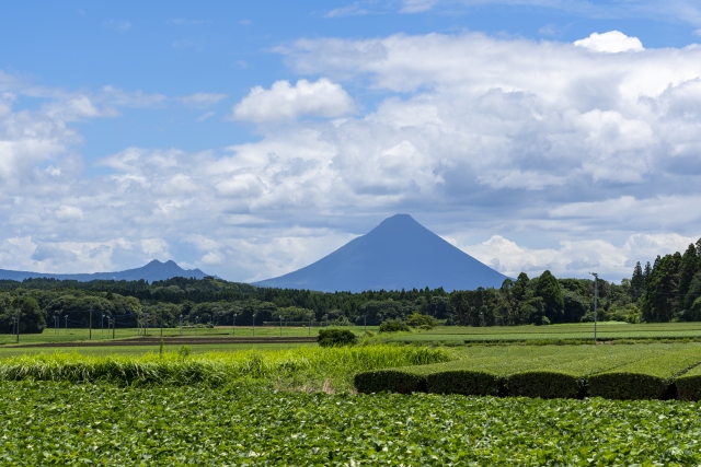 頴娃茶　開聞岳