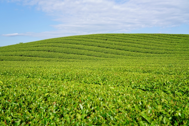 日本茶 三大産地