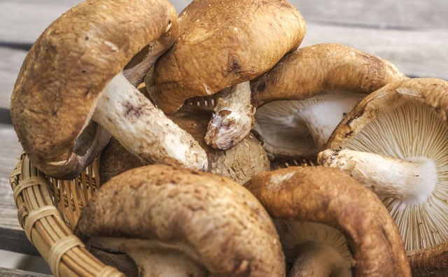 椎茸パウダー 椎茸粉末