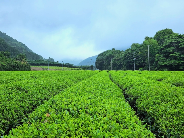 宮崎茶