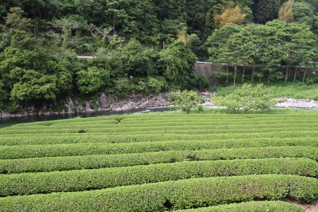 白川茶 茶畑