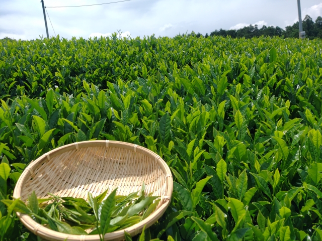 和束茶 特徴