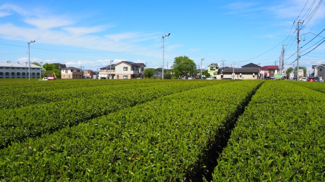 さやまかおり 茶