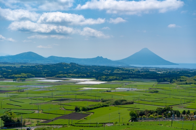 鹿児島茶 特徴