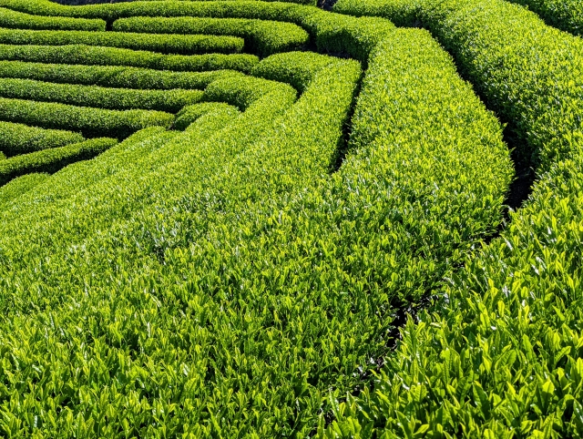 土佐茶 特徴