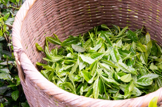 一番茶 二番茶 違い