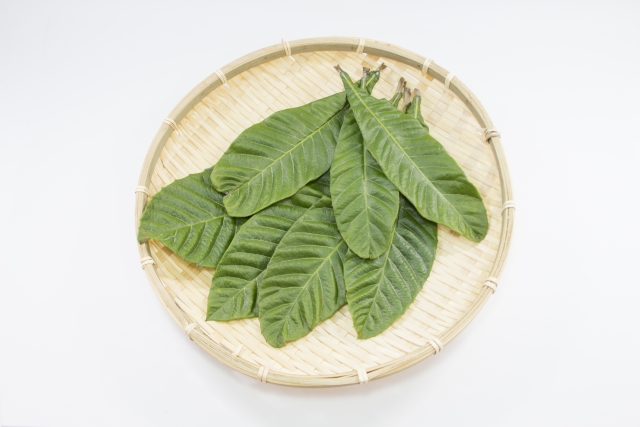 びわ茶 入れ方