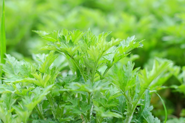 よもぎ 茶 粉末 成分