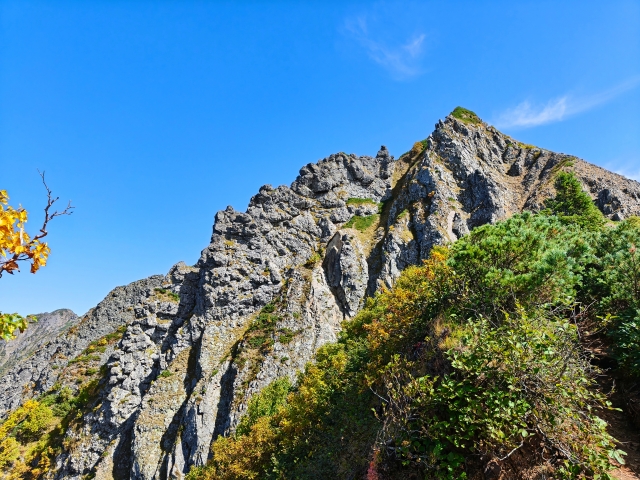 大紅袍 武夷岩茶