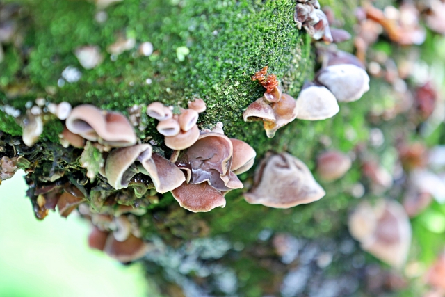 黒きくらげ とは