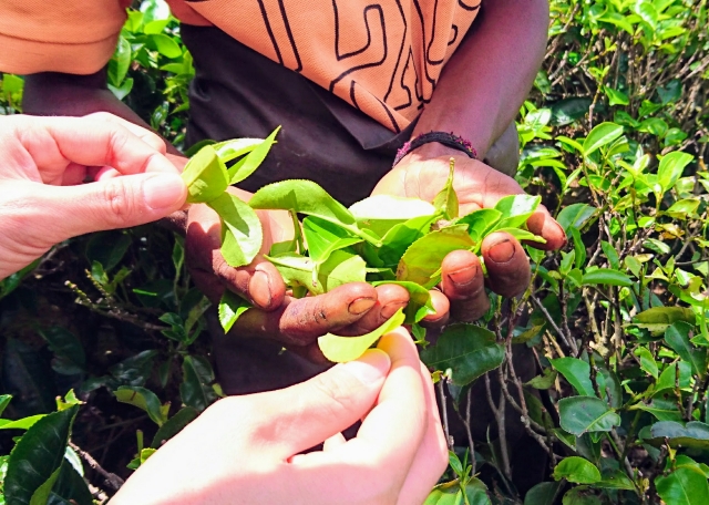飛騨紅茶 和紅茶