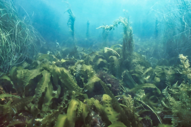 スピルリナパウダー 成分