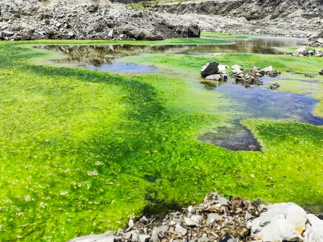 スピルリナパウダーとは