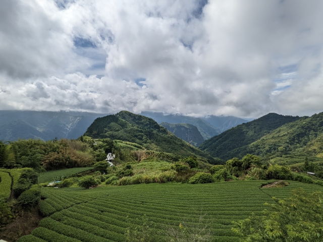 阿里 山 烏龍茶 産地