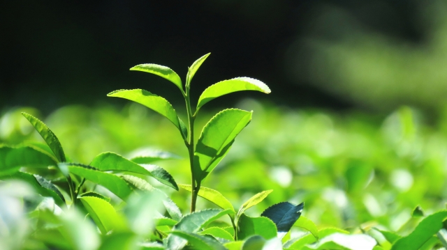 朝茶 メリット
