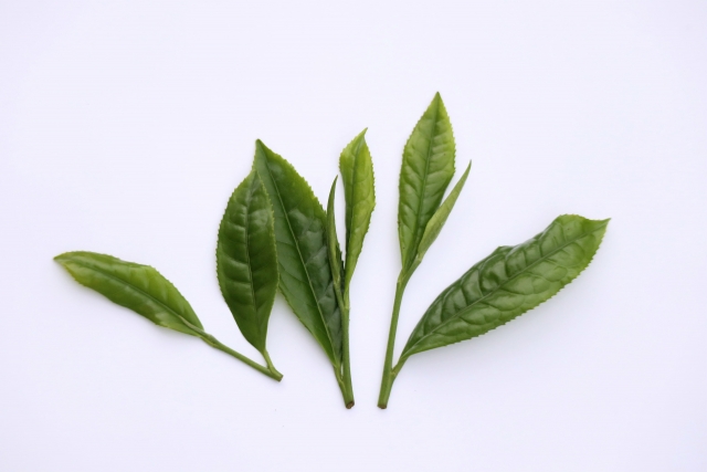 寒茶 カフェイン