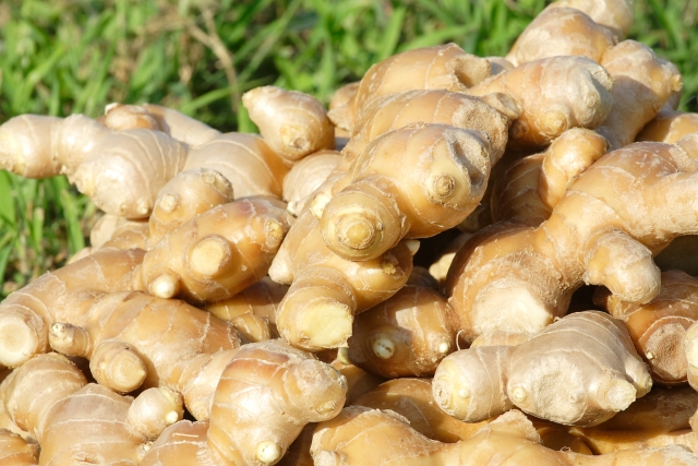 高知 生姜 生産量