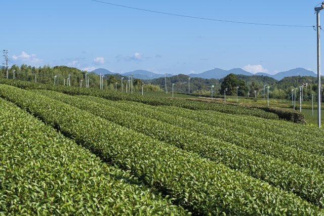 寒茶 産地