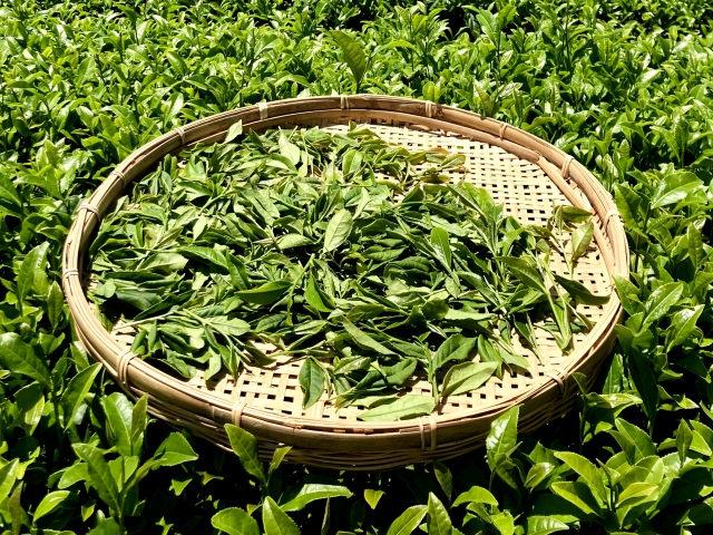 中蒸し茶 とは