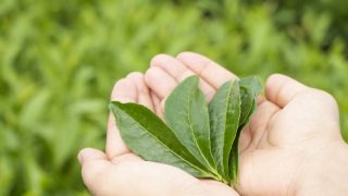 日本茶の主要産地 銘柄一覧 それぞれのお茶の味や特徴について解説 Chanoyu