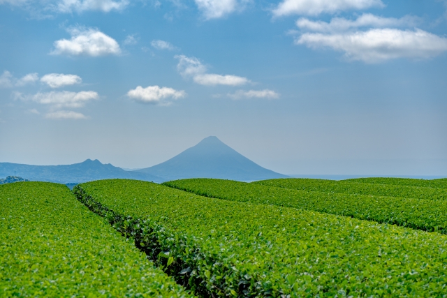 知覧茶