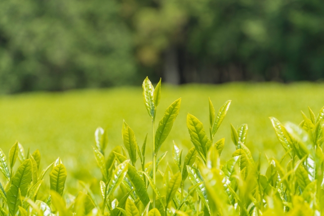 本山茶　茶葉