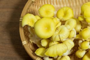 たもぎ茸(タモギタケ)粉末・パウダーの使い方とは?栄養成分も豊富な幻のきのこ | CHANOYU