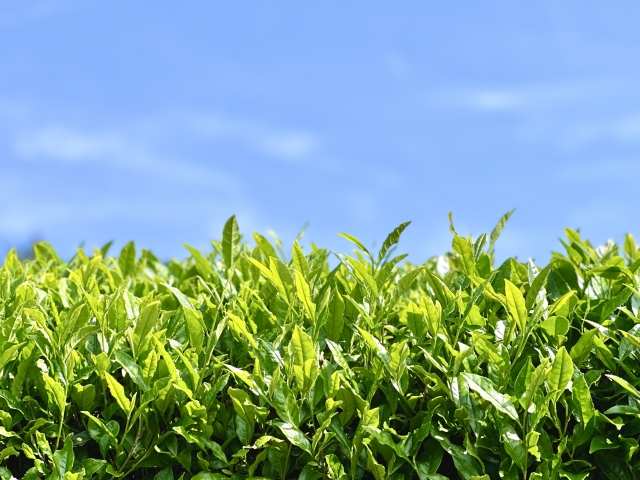 日本茶 ナショナルGI