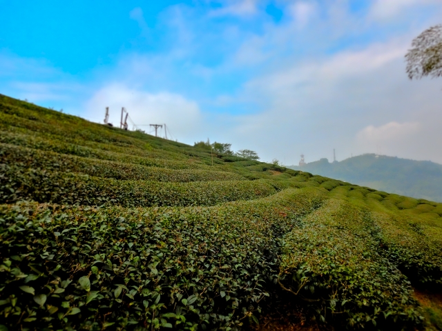 烏龍茶 産地