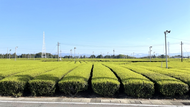 菊川茶